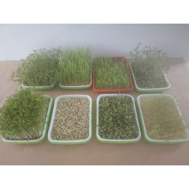 

Microgreens