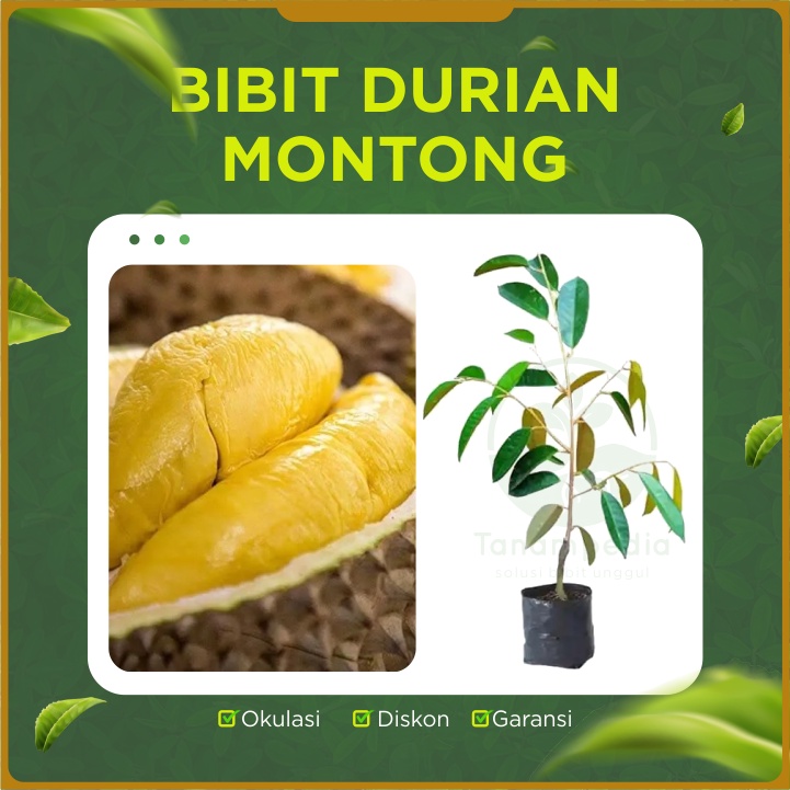 Bibit Durian Montong Asli Okulasi Indukan Siap Tanam Dan Berbunga Tanampedia