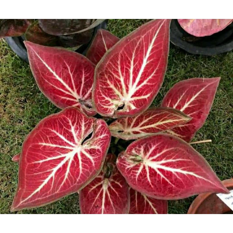 Caladium Rich Of Thai (ROT) Bibit Bisa COD