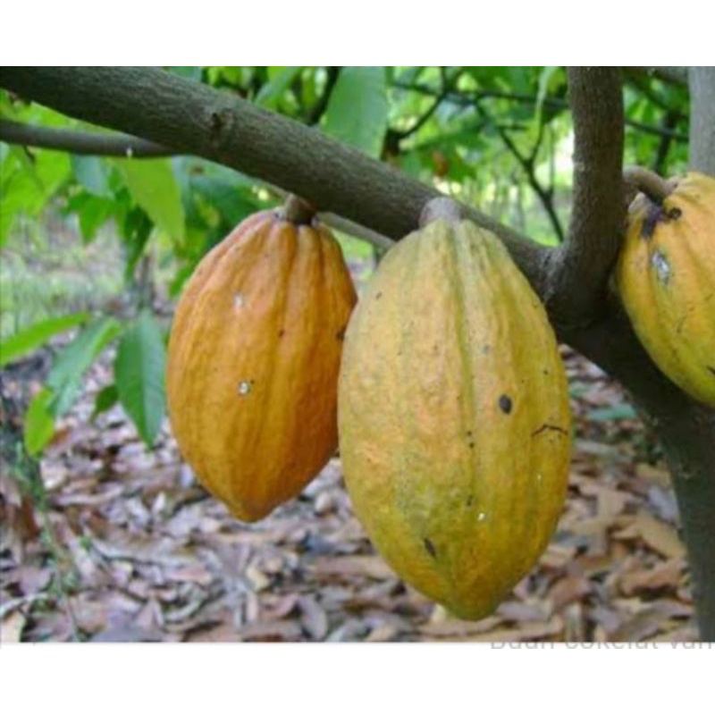 

Buah coklat/cacao kakao mateng segar 1 kg