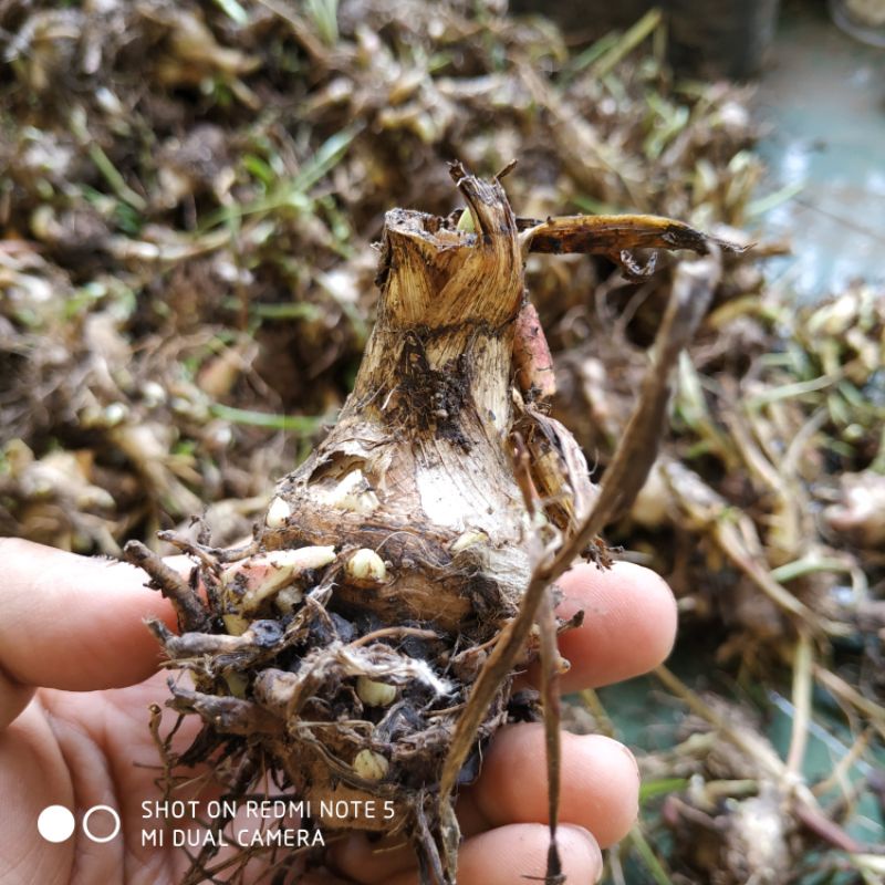 ID UMB BIBIT BUNGA SEDAP MALAM SUPER