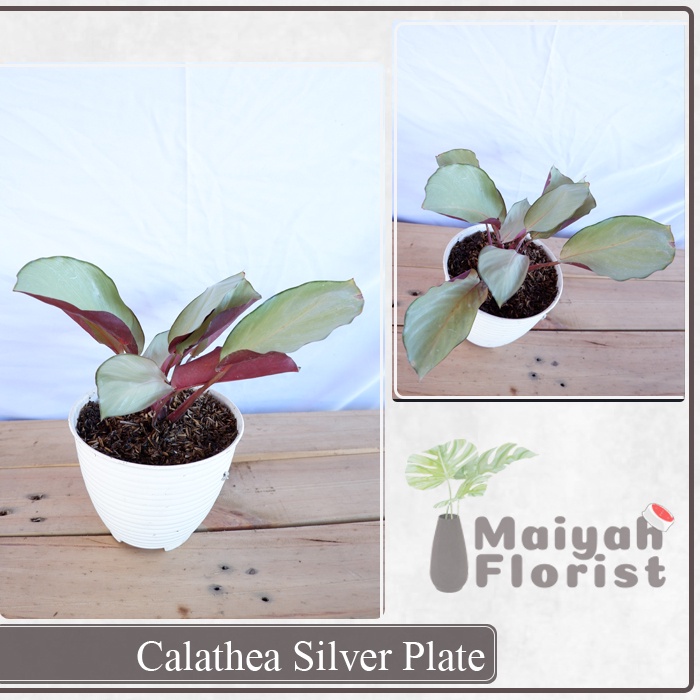 Calathea Silver Plate - Tanaman Daun