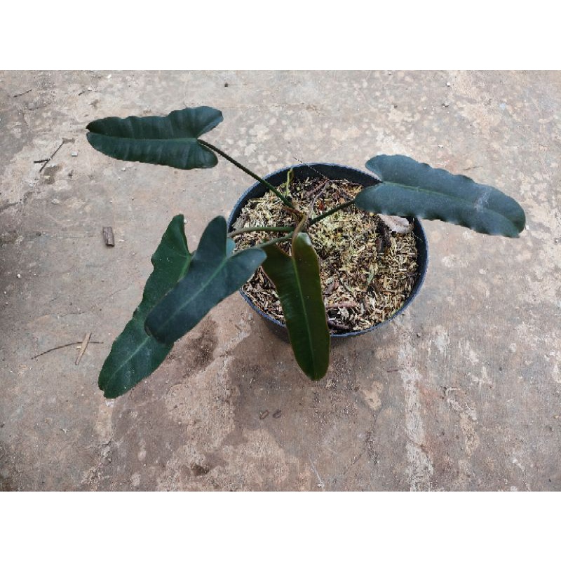 philodendron billitiae x atabopoense