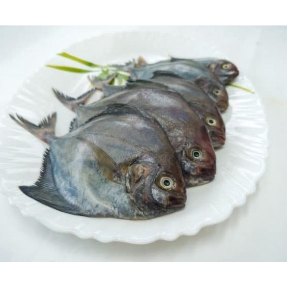 

Ikan Bawal Laut fresh 500gram