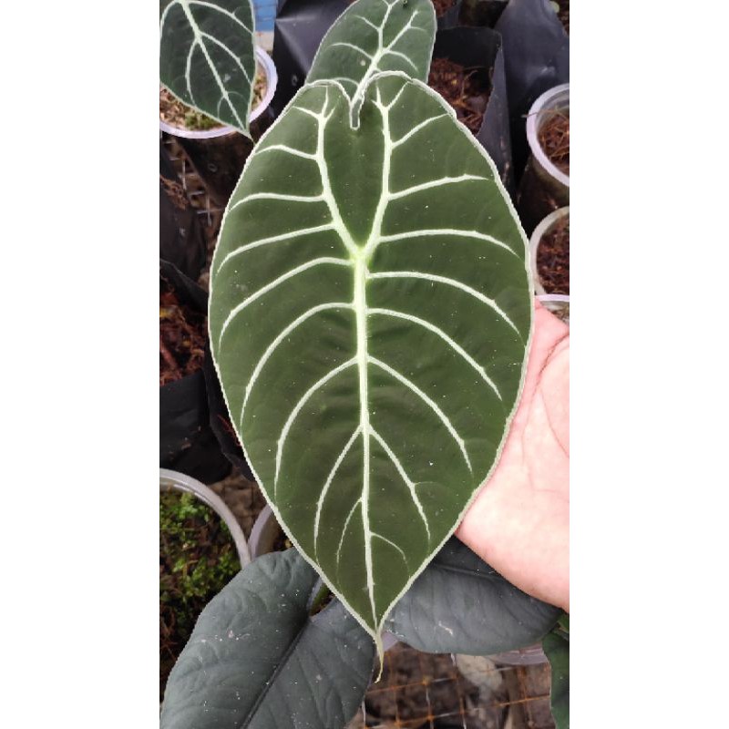 Alocasia Watsoniana