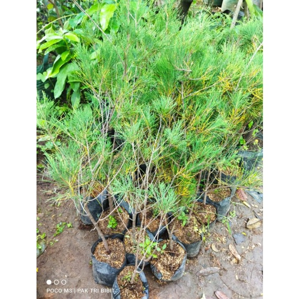 Bibit cemara udang-bahan bonsai