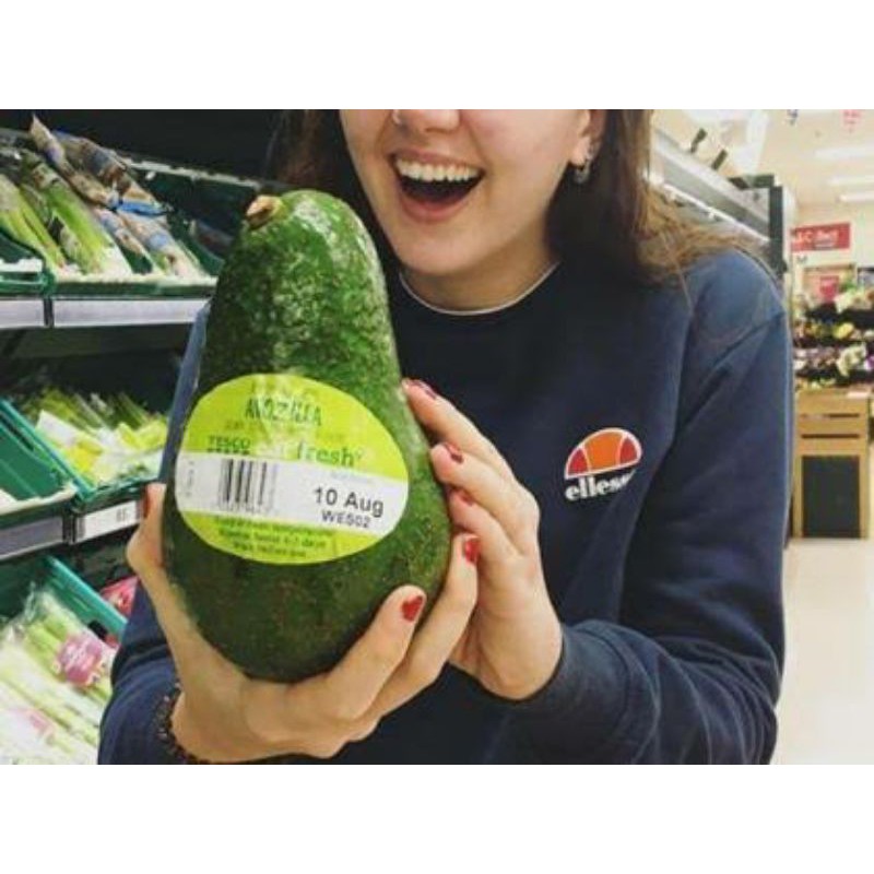 Alpukat Avozilla | bibit alpukat import terbaru King of avocado