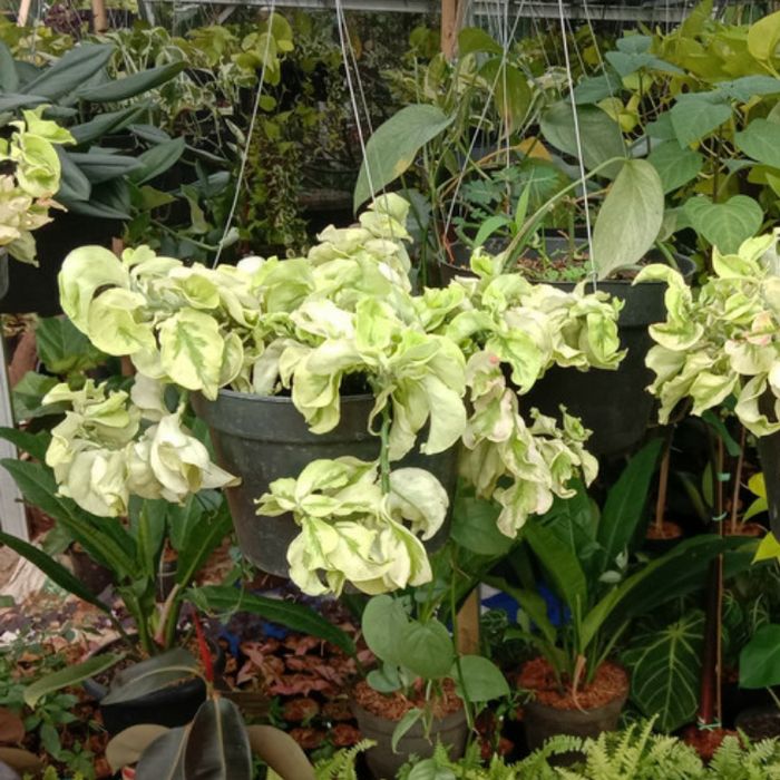 PROMO tanaman gantung hoya curly / tanaman hias patah tulang