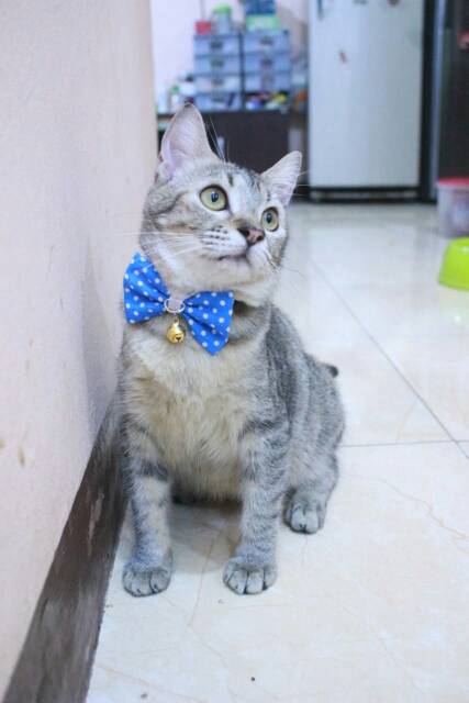 Aksesoris dasi kupu-kupu murah untuk kucing size kitten adult