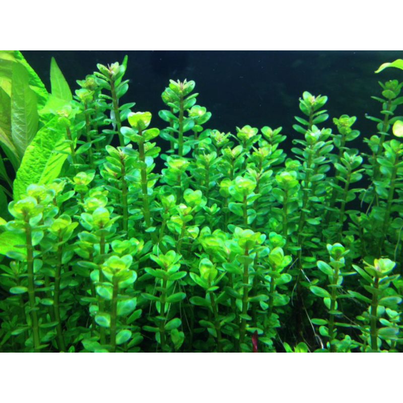 Rotala Bonsai Green  ( Tanaman Aquascape )