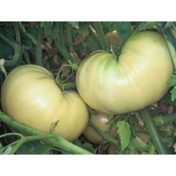 Bibit-Biji Tomat Beefsteak White (Haira Seed)