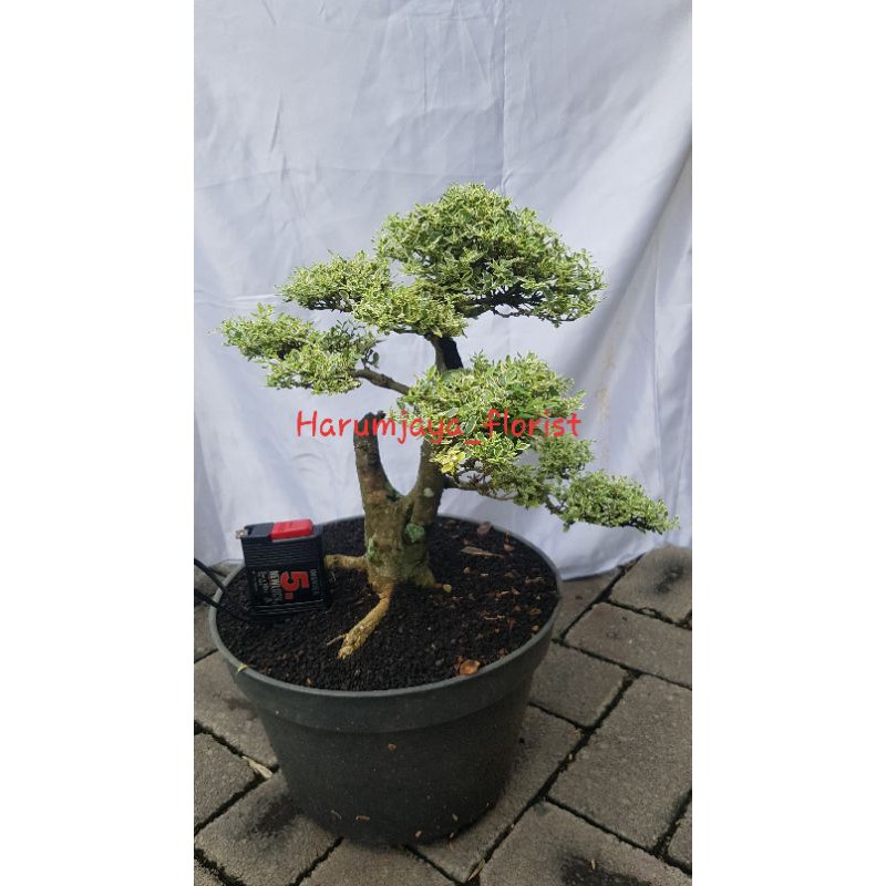 Jual Tanaman Hias Bonsai Legistrum Variegata Siap Pindah Pot Cm