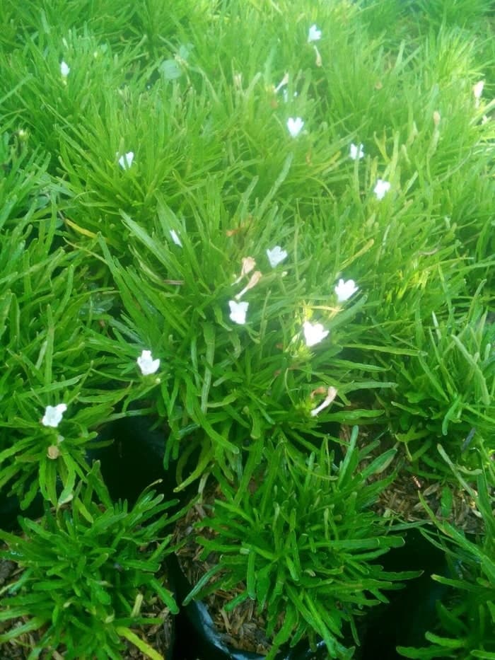 Tanaman krokot hijau / pohon krokot - krokot jarum