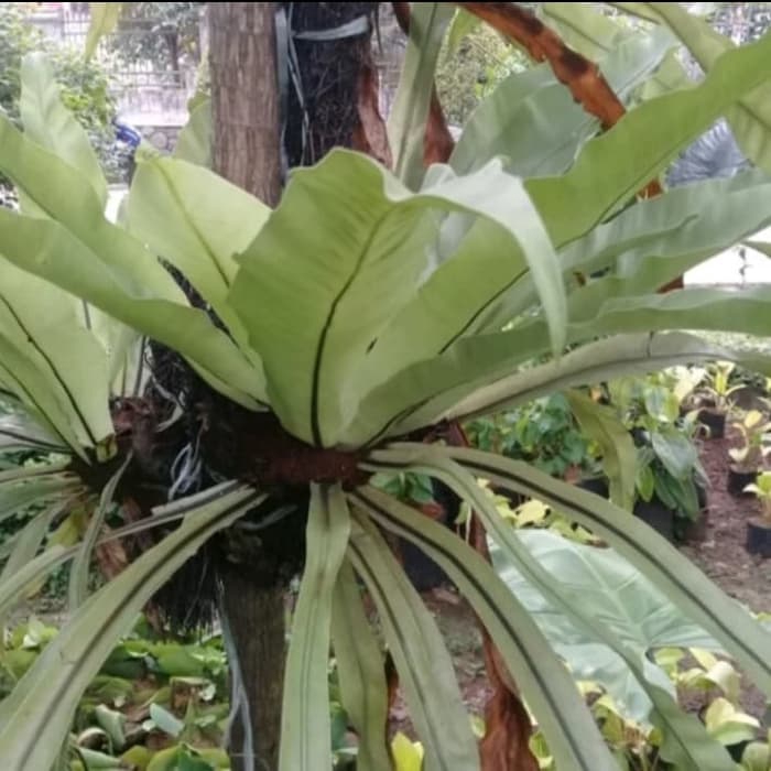 Tanamam hias kadaka scorpio/pakis sarang burung/kadaka sarang burung