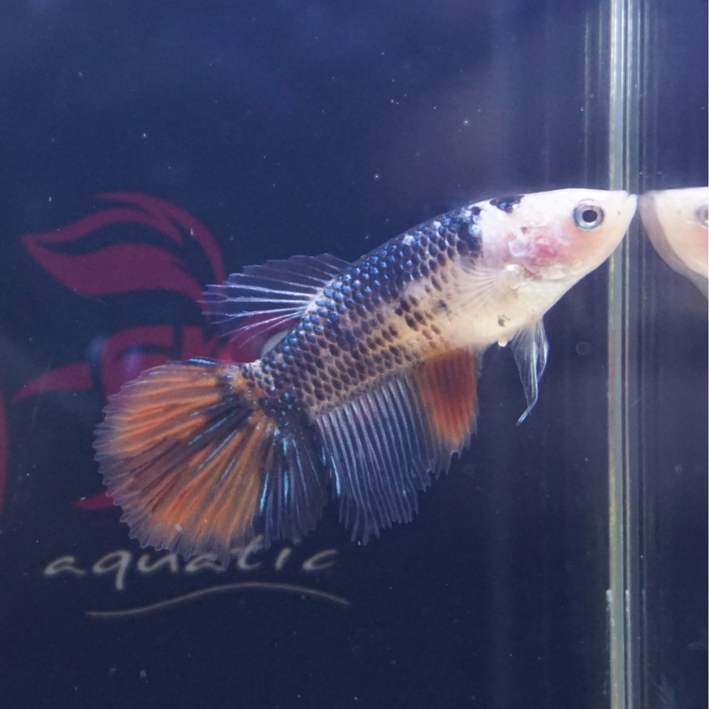 cupang female halfmoon black nemo betina A 0409