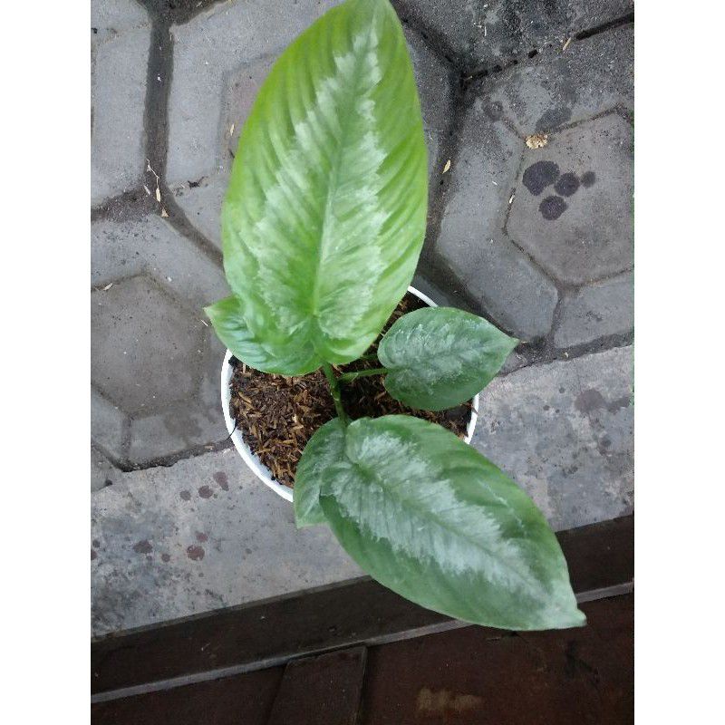 homalomena silver