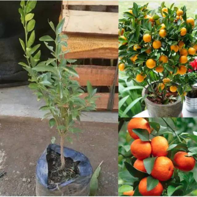 bibit jeruk santang madu