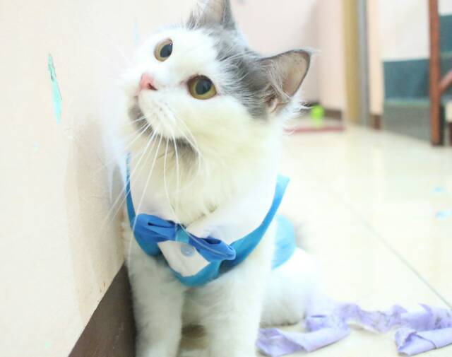 Kaos tuxedo baby blue untuk kucing dan anjing / baju kucing anjing size S M L XL