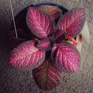 tanamaan kak malaptt989 Episcia kuning,straw,pink panther