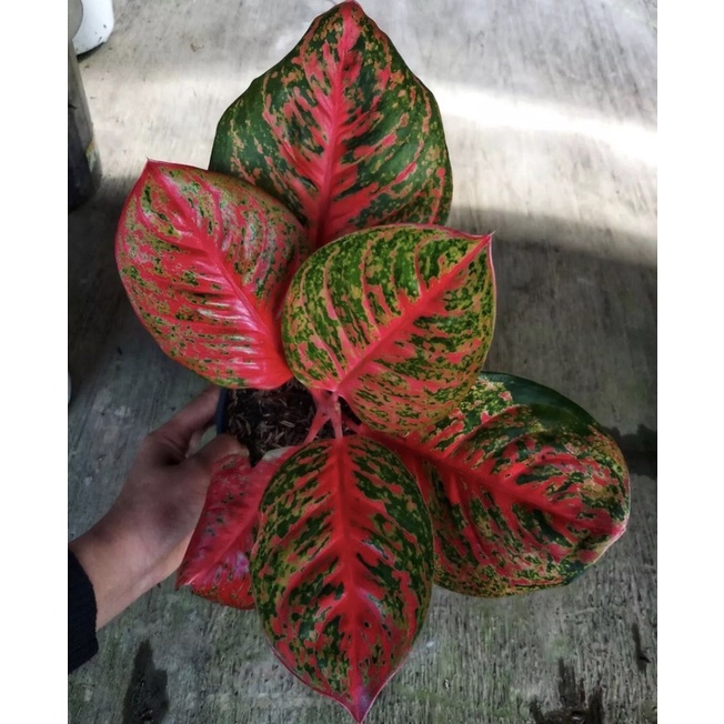 Aglonema Yohana anakan