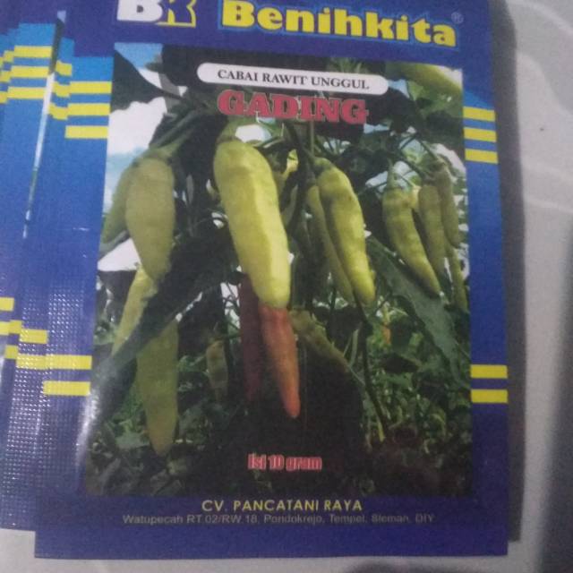 Bibit cabai rawit unggulan Gading