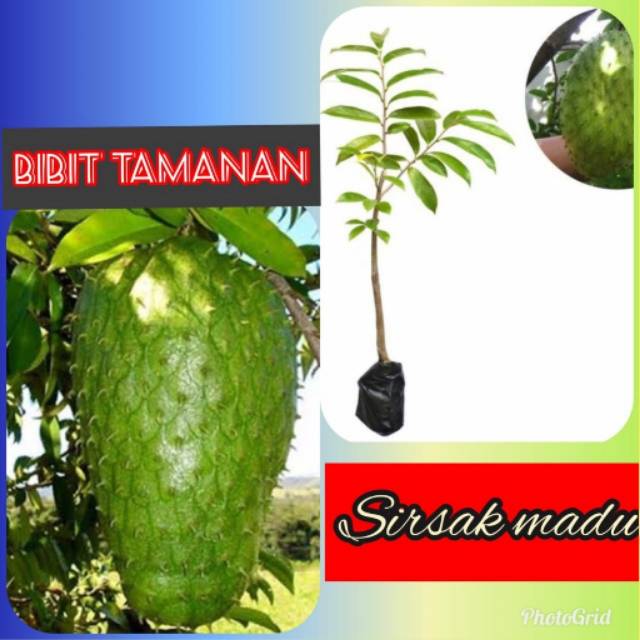 Bibit Sirsak Madu / Sirsak Madu Jumbo