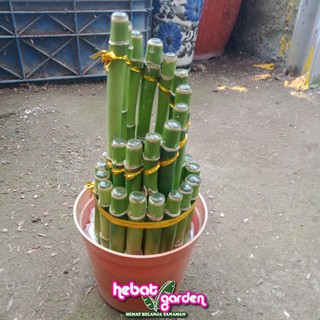 Bambu Hoki Spiral susun 2 15 Sri Rezeki Tanaman Bambu Hoki Spiral susun 2 15 Sri Rezeki Tanaman