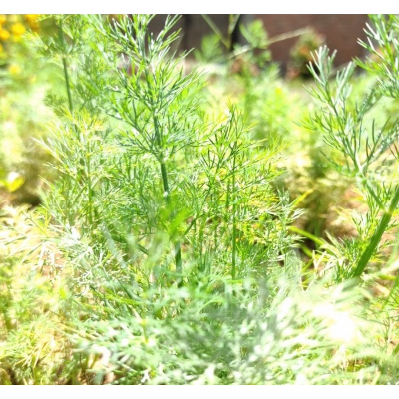 

Fresh Dill leaves import / flowers 250gr