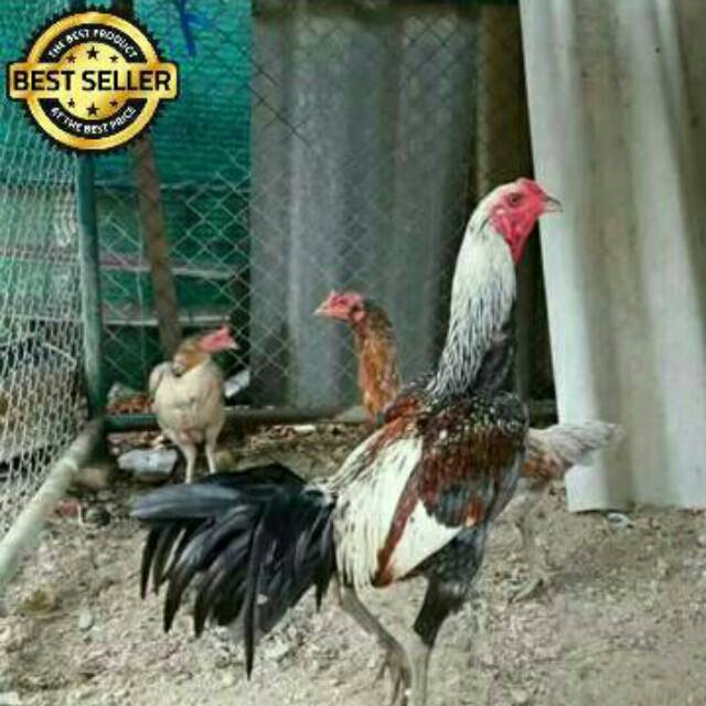 Gambar Ayam Birma Ori Arina Gambar