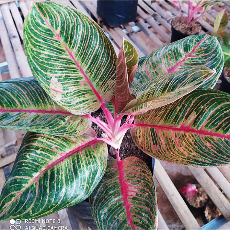 Bonggol Aglonema Dewi Hughes