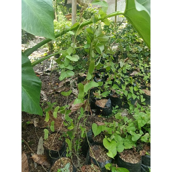 tongkeng sayur || vegetasi lebah klanceng