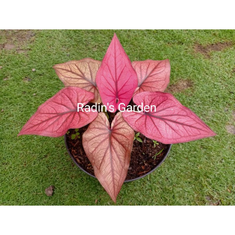 Caladium Keladi Impor Thailand Hybrid Pink Pillow  WS series
