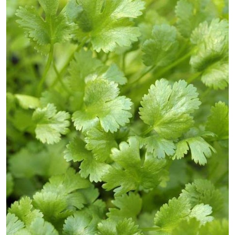 Benih Biji Daun Herbal Daun Ketumbar Coriander Cilantro