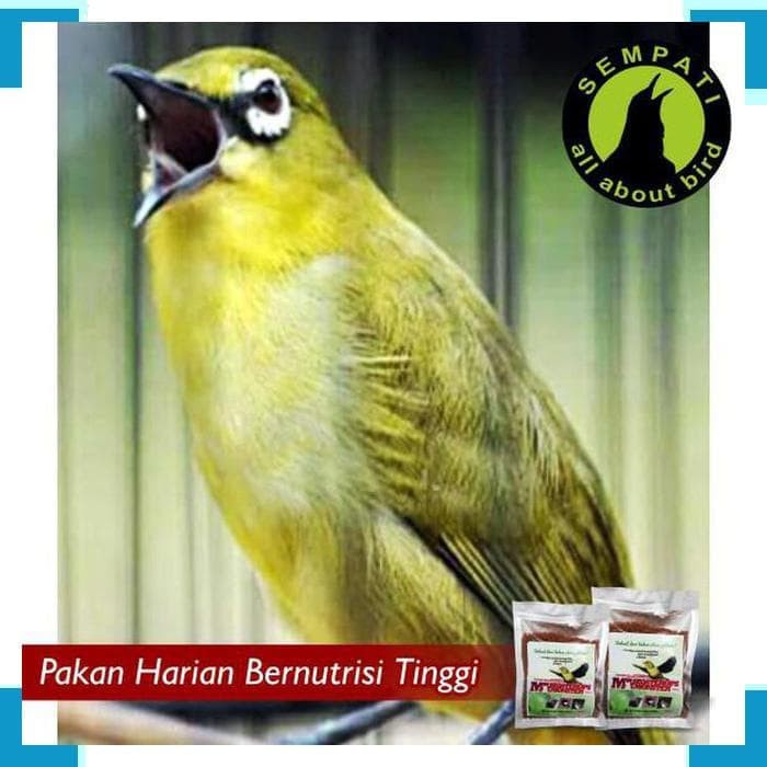 8600 Koleksi Gambar Burung Pleci Kartun Terbaru