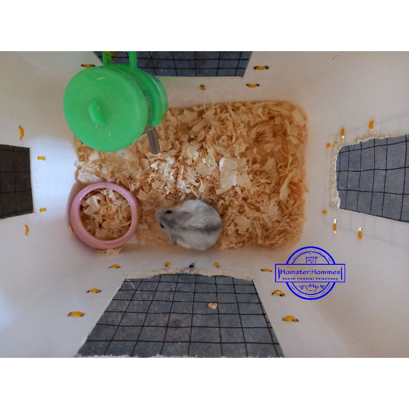 Hamster Winter White Pearl Black Eye Jantan (PALEMBANG ONLY / OJOL ONLY)