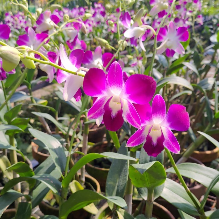 anggrek dendrobium Sonia dewasa