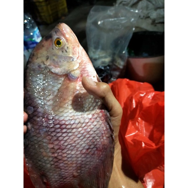 ikan gurame segar