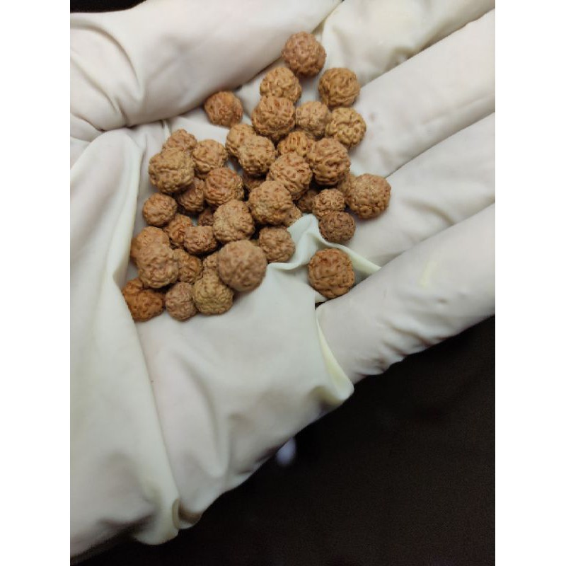 jenitri 100 butir ukuran kecil bahan tasbih gelang kerajinan tangan