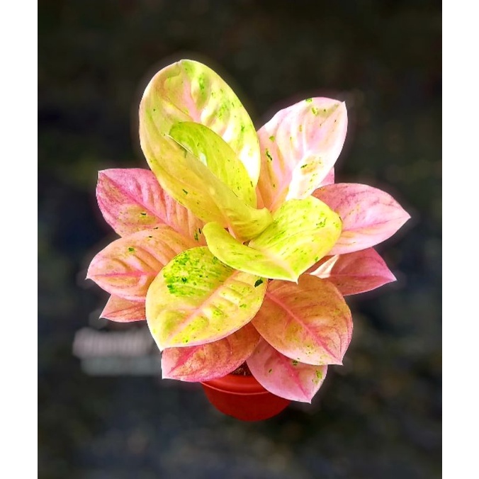 Tanaman hias aglonema Emerald Pink Mutasi / Bunga hias aglonema aglaonema Emerald Pink Mutasi murah ( Srirejeki_kediri )