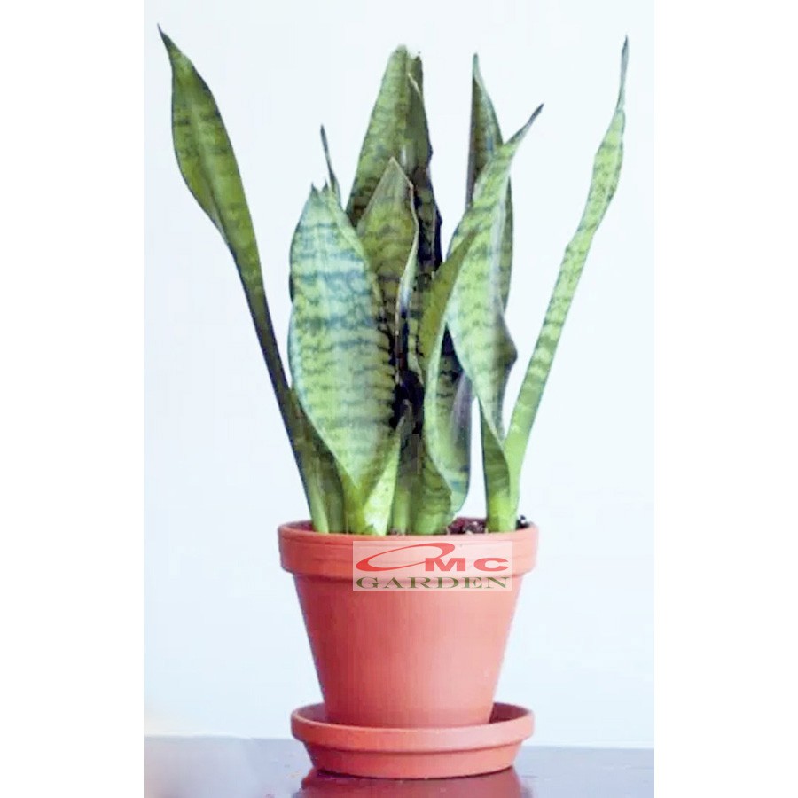 Lidah Mertua Sansevieria Sansivera Sansiviera Sensiviera Trifasciata Futura Robusta Hijau LM-H-2030