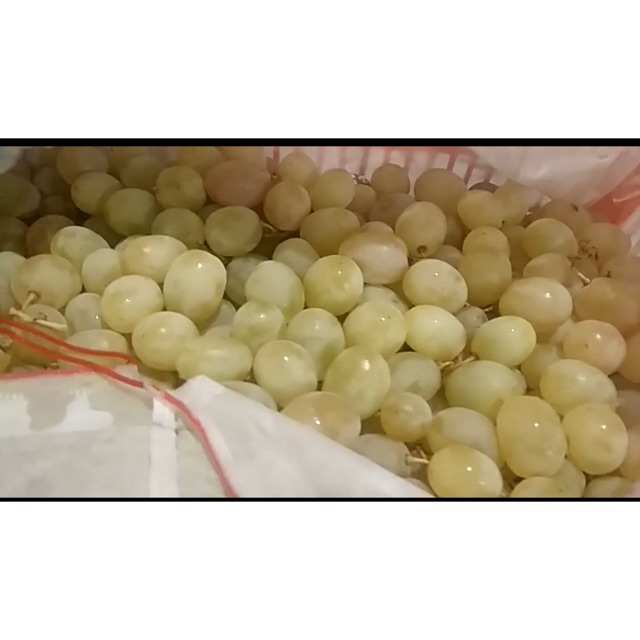 

Buah anggur hijau manis besar premium