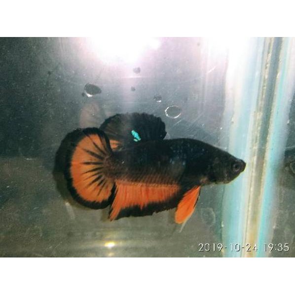 Rare Item Ikan Cupang Plakat Avatar Gordon Orx Shopee Indonesia