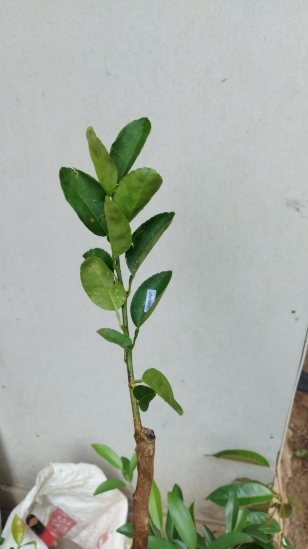 Bibit/tanaman Jeruk California Import/bibit Unggul Jeruk California Hasil Okulasi