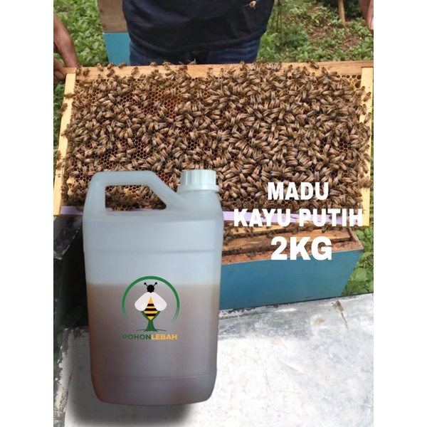 

madu asli kayu putih apis melifera 2 kg MADU