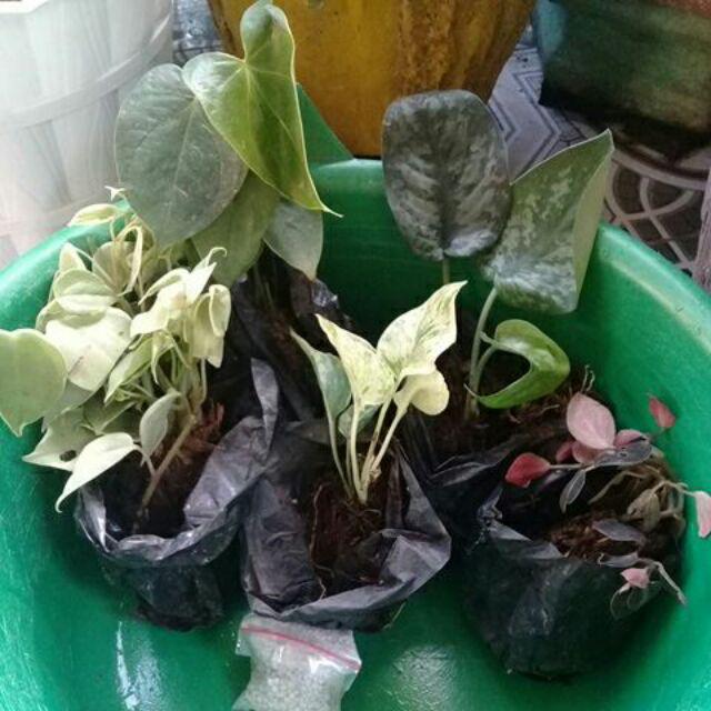 Tanaman Hias Scindapsus Exotica -  Tanaman Hias Gantung