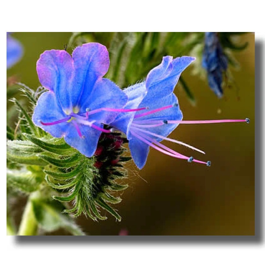 Airborne - Madu Viper Bugloss 500gr - New Zealand Honey Since 1910