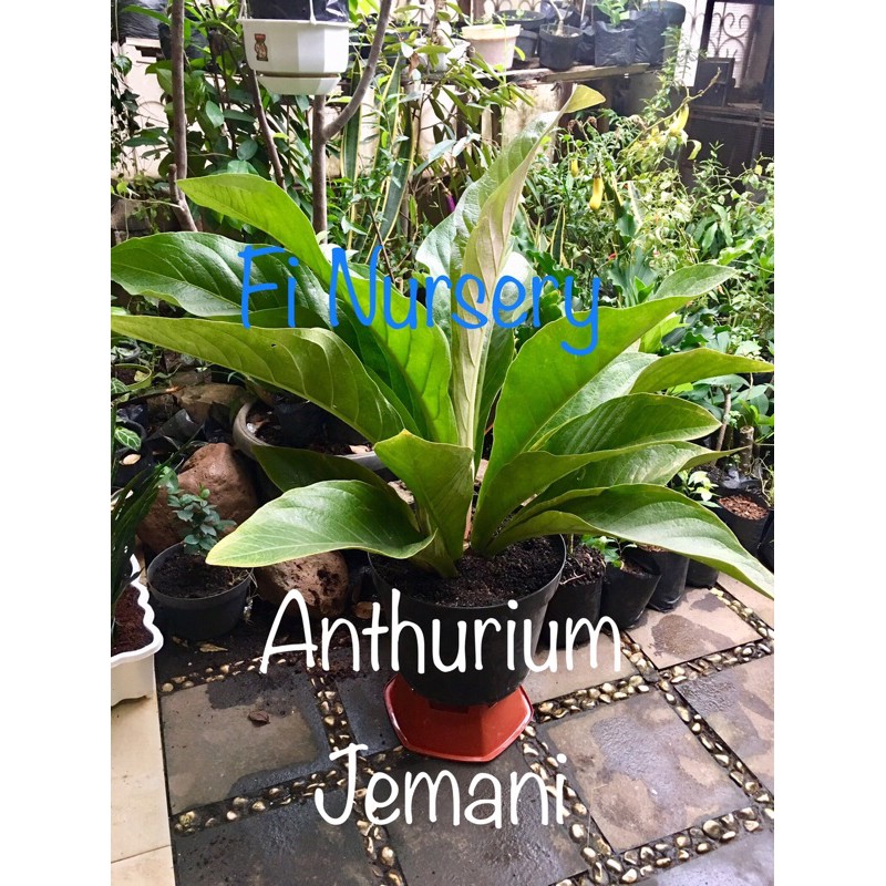 Anthurium Jemani ukuran Dewasa