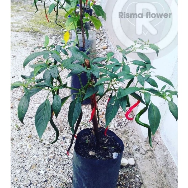 POHON CABE KERITING BERBUAH ( BISA COD ) TANAMAN CABE KERITING SUPER / BERBUAH