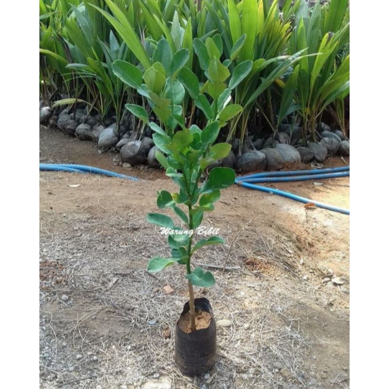 

bibit jeruk purut segar alami kaya manfaat