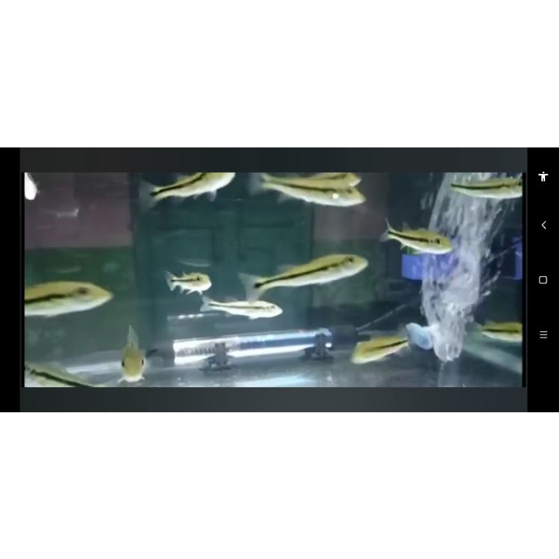 pbase pinima peacock bass pinima 7cm